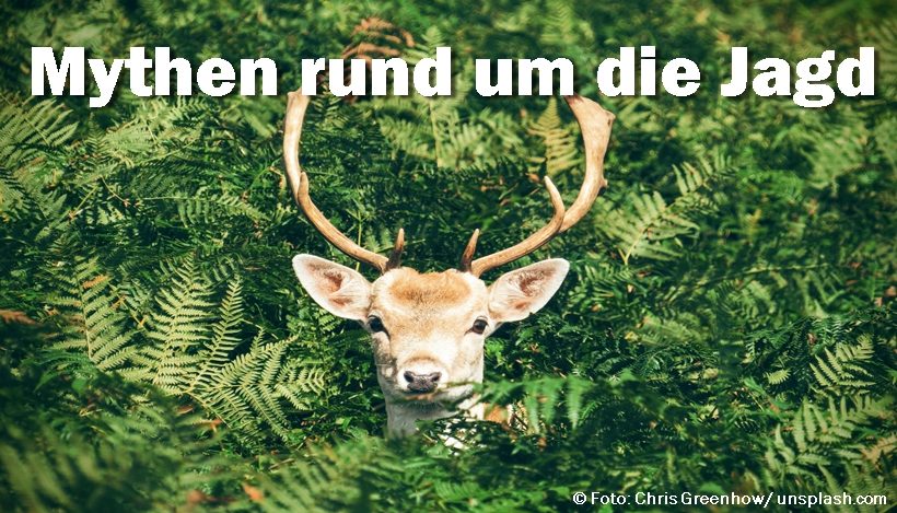 Mythen rund um die Jagd Mythen rund um die Jagd