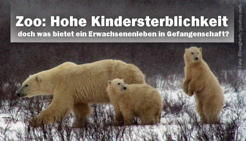 Hohe Kindersterblichkeit in Zoos – Was hätte ihr Leben noch geboten? Hohe Kindersterblichkeit in Zoos – Was hätte ihr Leben noch geboten?