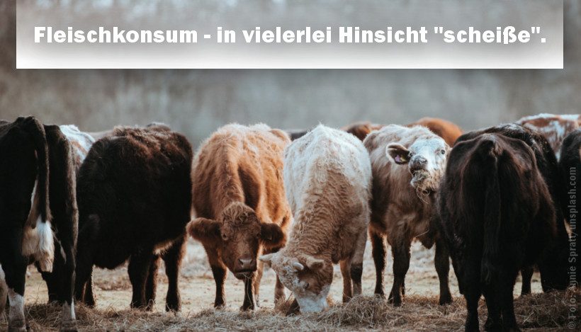 Fleischkonsum – in vielerlei Hinsicht “scheiße” Fleischkonsum – in vielerlei Hinsicht “scheiße”