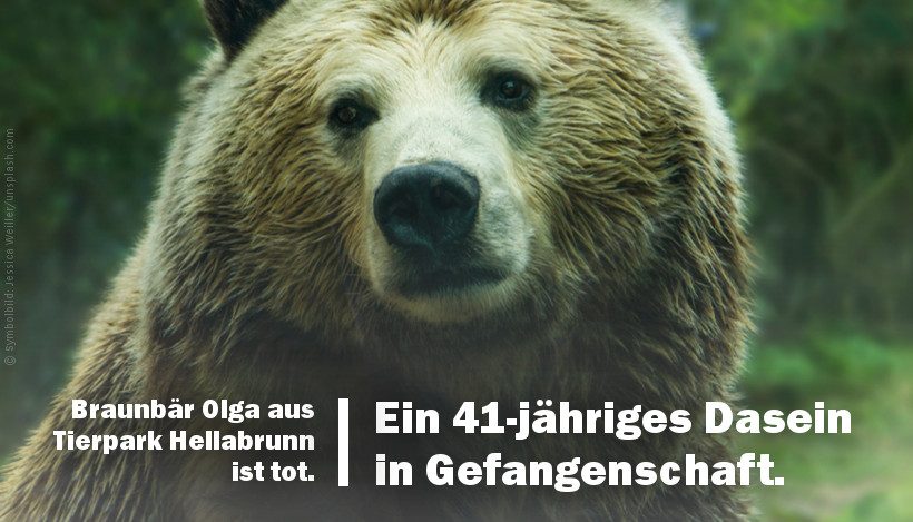 Zoo Hellabrunn: Braunbär Olga ist tot – 41 Jahre Leben in Gefangenschaft Zoo Hellabrunn: Braunbär Olga ist tot – 41 Jahre Leben in Gefangenschaft