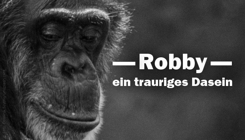 Zirkusschimpanse Robby – ein trauriges Dasein Zirkusschimpanse Robby – ein trauriges Dasein