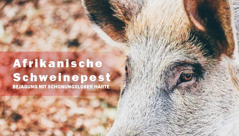 Afrikanische Schweinepest: Startschuss für kopflose Jagd Afrikanische Schweinepest: Startschuss für kopflose Jagd