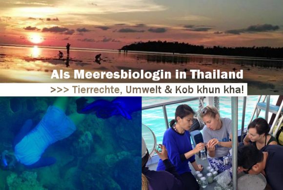 Als Meeresbiologin in Thailand #1 Als Meeresbiologin in Thailand #1
