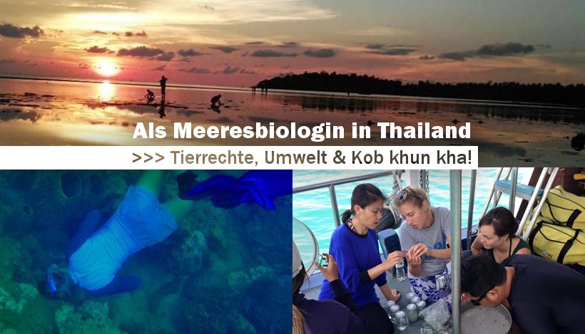 Als Meeresbiologin in Thailand #1 Als Meeresbiologin in Thailand #1