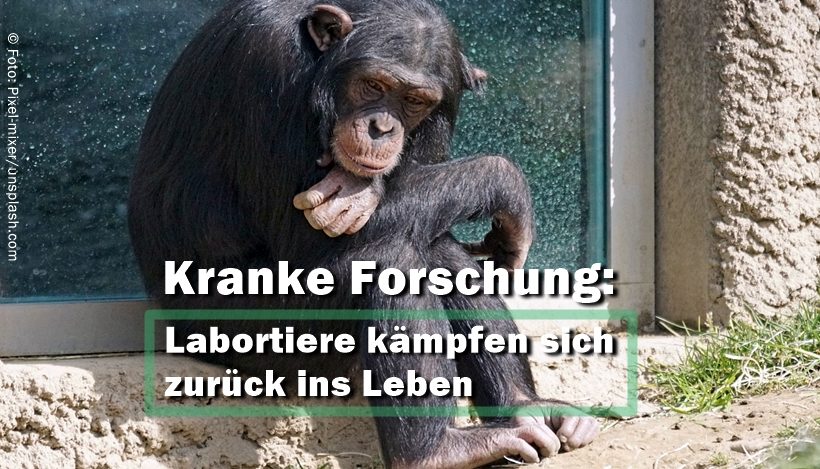 Kranke Forschung: Labortiere kämpfen sich zurück ins Leben Kranke Forschung: Labortiere kämpfen sich zurück ins Leben