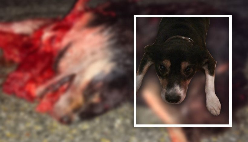 Besinnliche Weihnacht? – von einem Hund, der sein Leben lassen musste! Besinnliche Weihnacht? – von einem Hund, der sein Leben lassen musste!