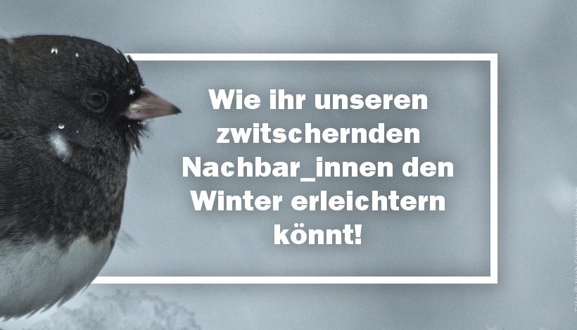 Wintervögel: So fühlen sie sich in eurem Garten wohl! Wintervögel: So fühlen sie sich in eurem Garten wohl!