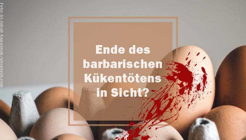 Ende des barbarischen Kükentötens in Sicht? Ende des barbarischen Kükentötens in Sicht?
