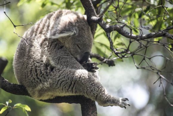 EnzyklopäTIER: Koala – Immer müder Beutelbär EnzyklopäTIER: Koala – Immer müder Beutelbär