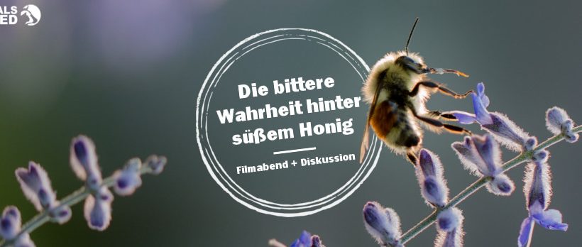 Die bittere Wahrheit hinter süßem Honig – Filmabend Die bittere Wahrheit hinter süßem Honig – Filmabend