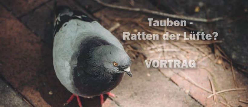Tauben: Ratten der Lüfte? Vortrag Tauben: Ratten der Lüfte? Vortrag