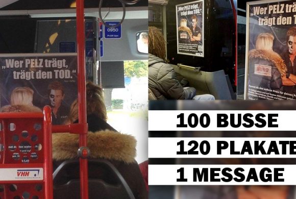 120 Anti-Pelz-Plakate in 100 Bussen fahren kreuz und quer durch Hamburg! 120 Anti-Pelz-Plakate in 100 Bussen fahren kreuz und quer durch Hamburg!