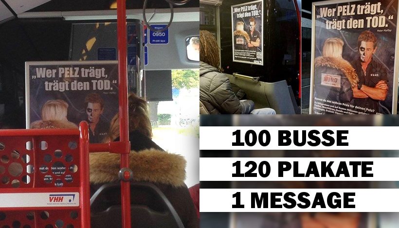 120 Anti-Pelz-Plakate in 100 Bussen fahren kreuz und quer durch Hamburg! 120 Anti-Pelz-Plakate in 100 Bussen fahren kreuz und quer durch Hamburg!