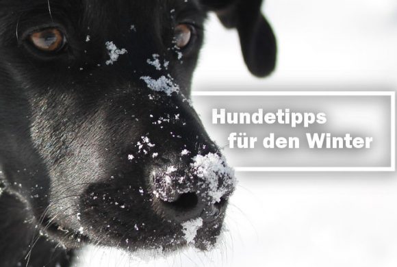 Bekommt dein Hund kalte Füße? Tipps für den Winter Bekommt dein Hund kalte Füße? Tipps für den Winter