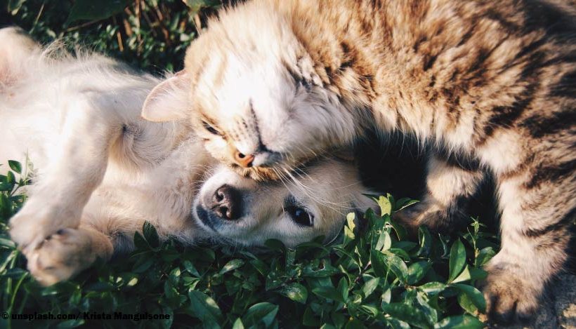 Giftige Blumen für Katz und Hund Giftige Blumen für Katz und Hund