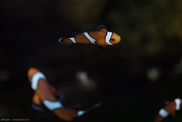 Tierschutz im Urlaub: Auf Nemos Spuren Tierschutz im Urlaub: Auf Nemos Spuren
