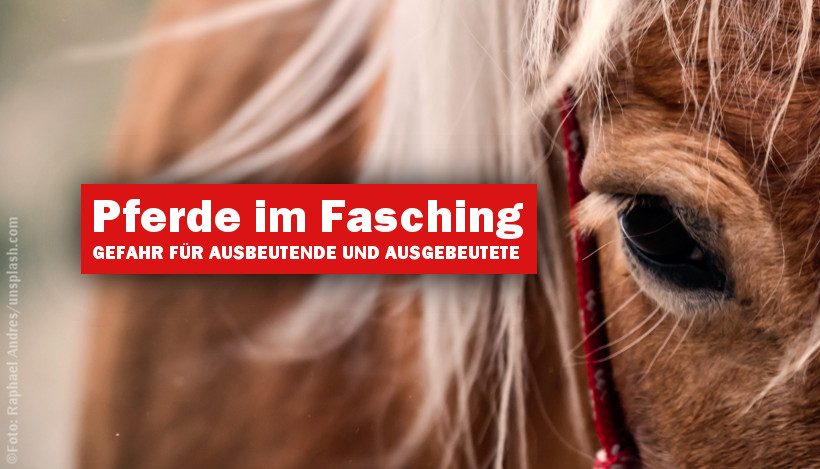 Pferde im Fasching – Gefahr für Ausgebeutete und Ausbeutende Pferde im Fasching – Gefahr für Ausgebeutete und Ausbeutende