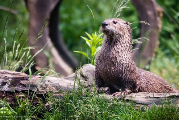 EnzyklopäTIER: Otter – Verspielte Leistungsschwimmer EnzyklopäTIER: Otter – Verspielte Leistungsschwimmer