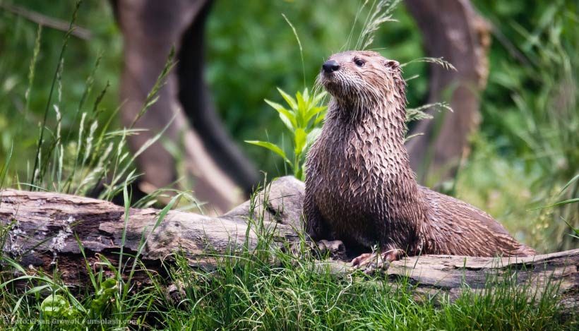 EnzyklopäTIER: Otter – Verspielte Leistungsschwimmer EnzyklopäTIER: Otter – Verspielte Leistungsschwimmer