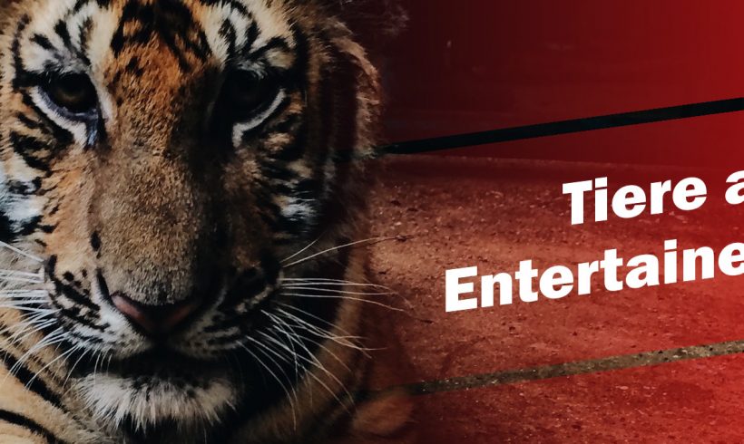 Mahnwache für einen Zirkus ohne Tiere in Rosenheim Mahnwache für einen Zirkus ohne Tiere in Rosenheim