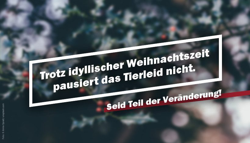 Trotz idyllischer Weihnachtszeit pausiert das Tierleid nicht. Trotz idyllischer Weihnachtszeit pausiert das Tierleid nicht.