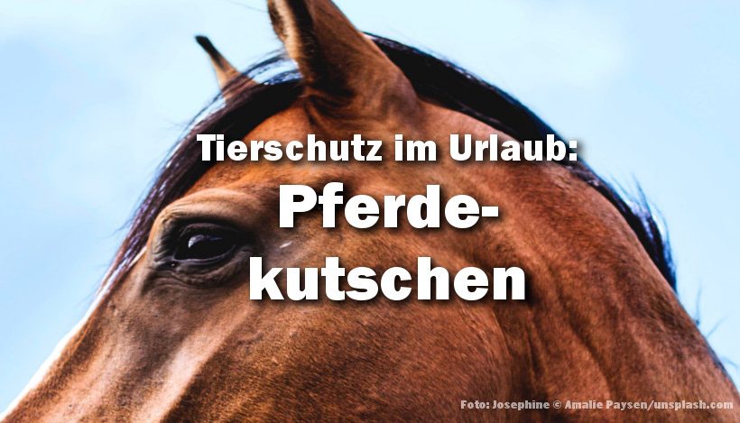 Tierschutz im Urlaub: Pferdekutschen Tierschutz im Urlaub: Pferdekutschen