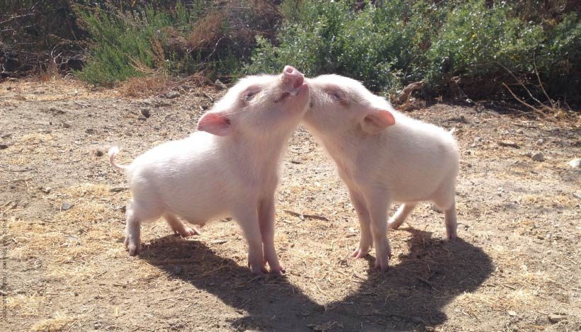 EnzyklopäTIER: Hausschwein – Schweinerei und Saustall EnzyklopäTIER: Hausschwein – Schweinerei und Saustall