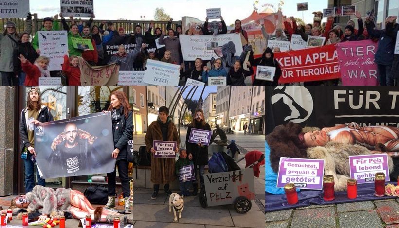 WHAT A WEEK: Gruselige Halloween-Anti-Pelz-Aktionen WHAT A WEEK: Gruselige Halloween-Anti-Pelz-Aktionen
